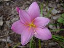 Fotky: Zephyranthes (foto, obrazky)