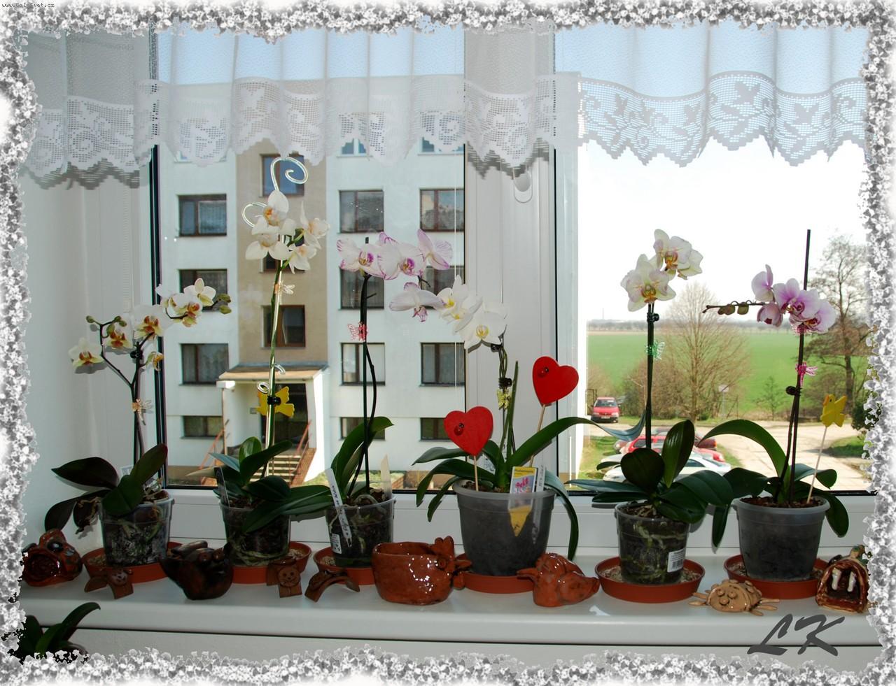 Foto: Phalaenopsis-Na okn� v kuchyni
