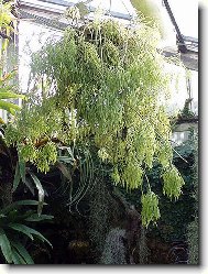 Rhipsalis cassutha