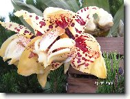 Stanhopea tigrina