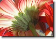 Gerbera