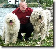 komondor