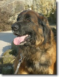 Zlat Leonberger