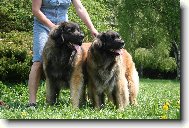 leonberger chovatelska stanice Ensson Bohemia