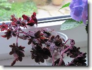 Coleus blumei Black Dragon