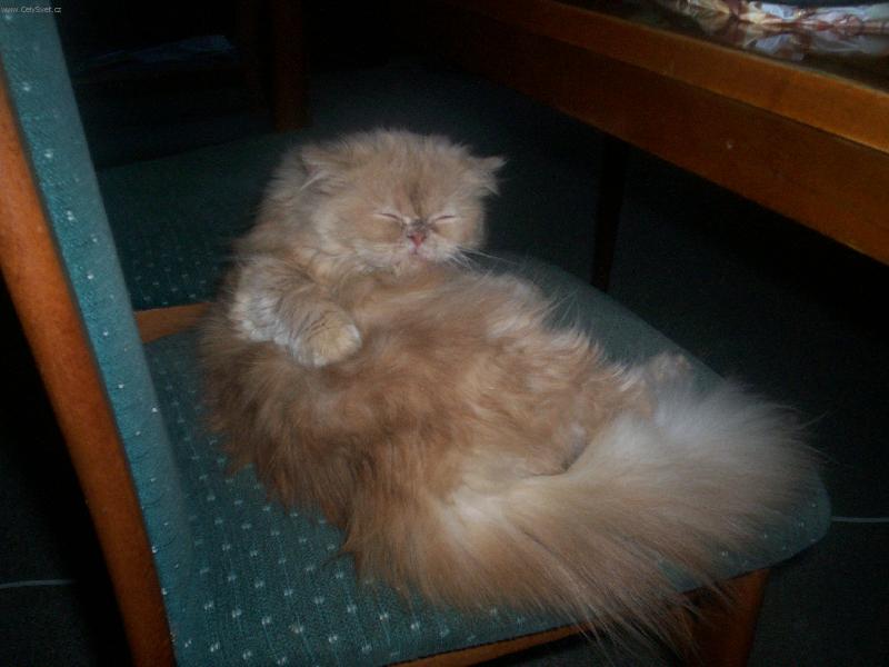 Foto: G�rfynka-G�rfynka p�i o�ist�