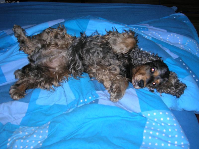 Foto: Sandy-pojd se pomazlit