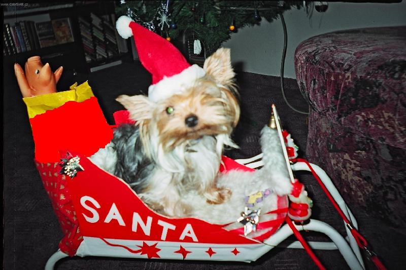 Foto: U� jedu-Kdo mn� po�le bod��ek tomu po�lu bal��ek