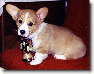 Slaouk Welsh corgi pembroke holika