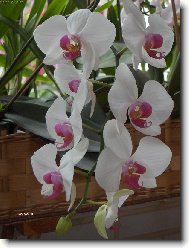 Phalaenopsis