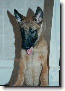 Belgick ovk - Malinois