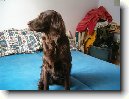 Flat Coated Retriever