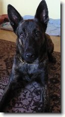 Holandsk� ov��k