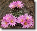 Kaktus Gymnocalycium