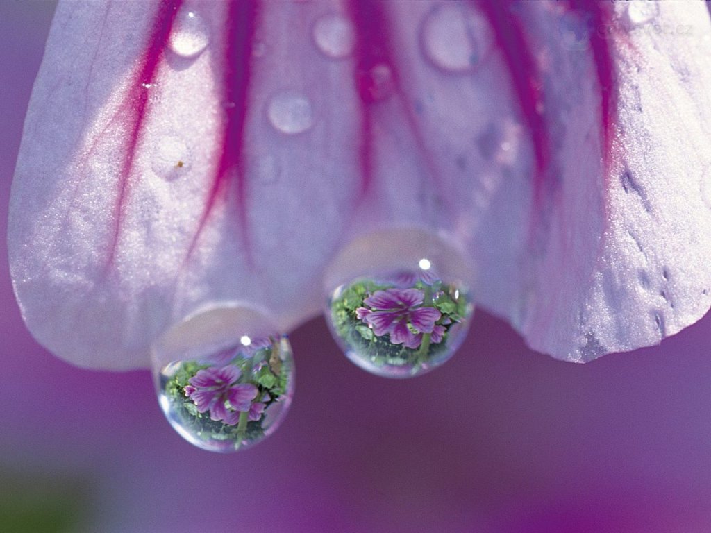 Foto: Tree Mallow, Obuchizawa, Yamanashi, Japan