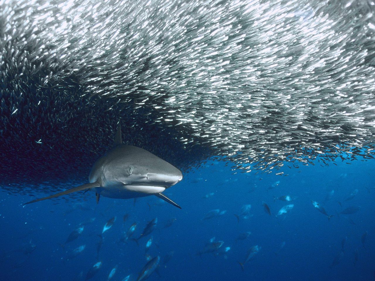 Foto: Grey Reef Shark, Solomon Islands