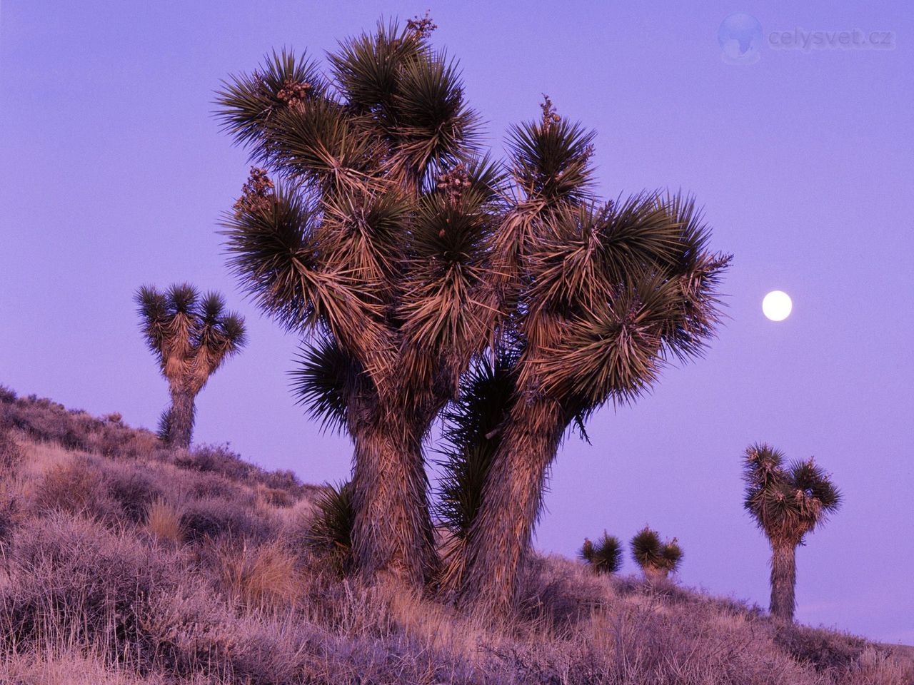 Foto: Moonrise Over Joshua Trees, Death Valley National Park, California