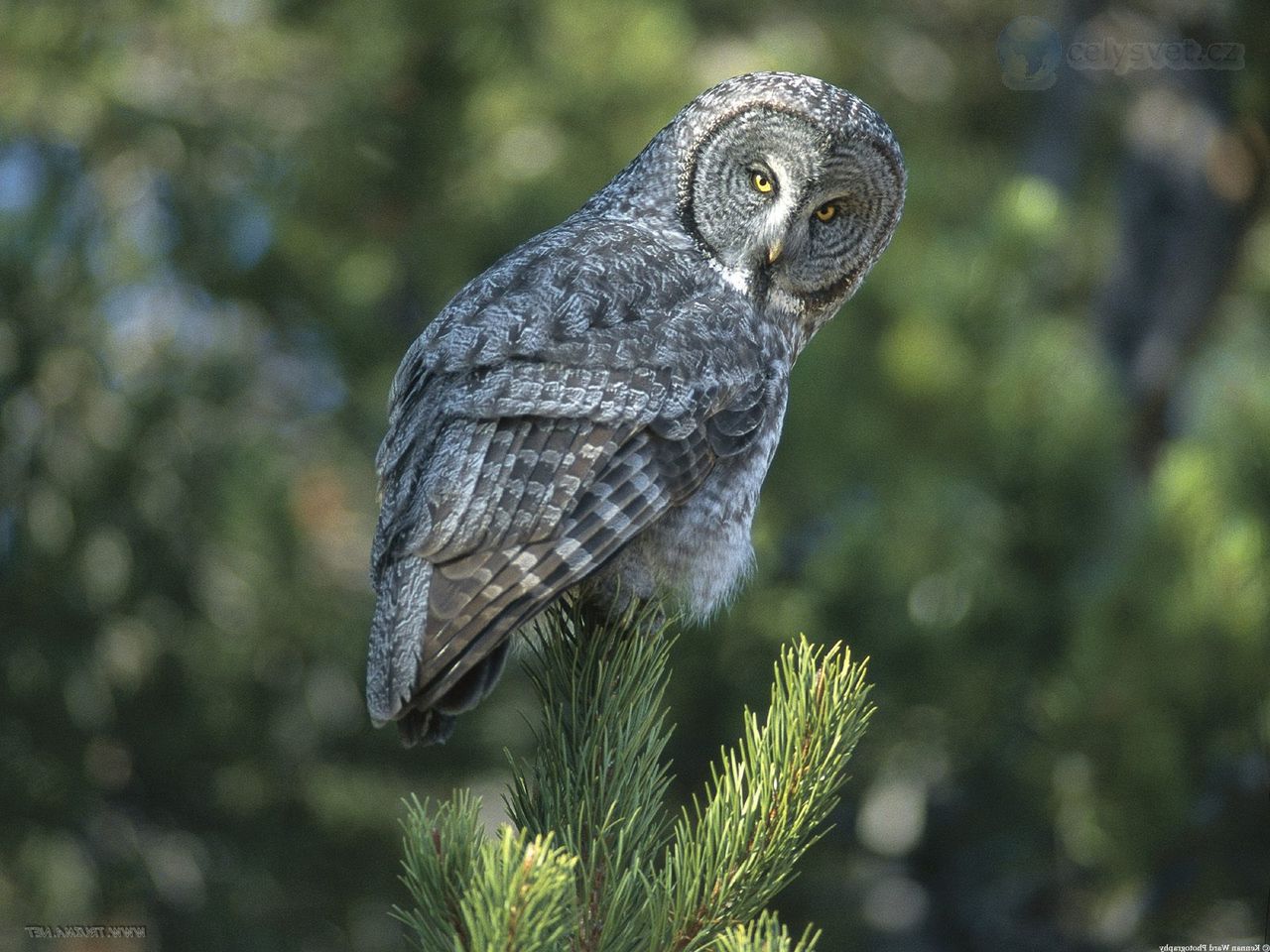 Foto: A New Perspective, Great Grey Owl, Wyoming