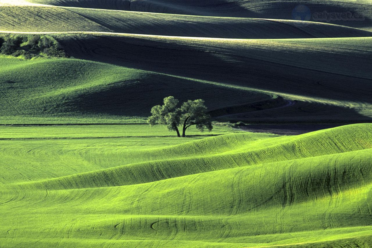 Foto: Lone Tree In Wheat Field, Palouse Countryside, Washington