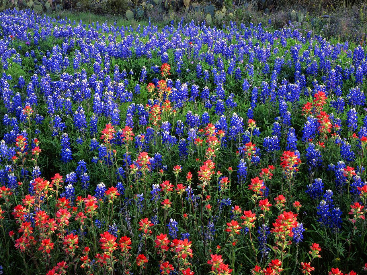 Foto: Field Of Texas Paintbrush And Bluebonnets, Inks Lake State Park, Texas