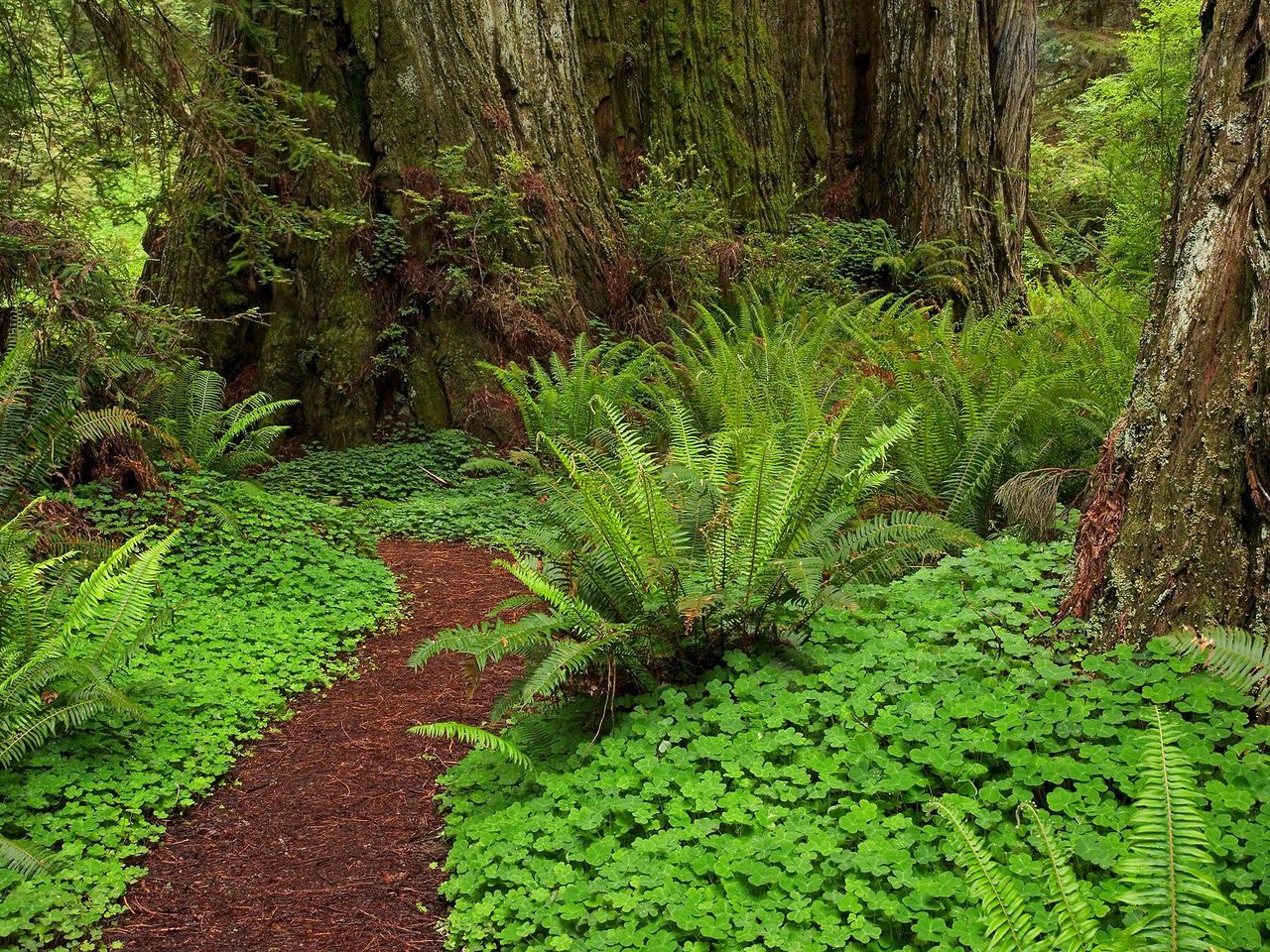 Foto: Prairie Creek Redwoods State Park, California