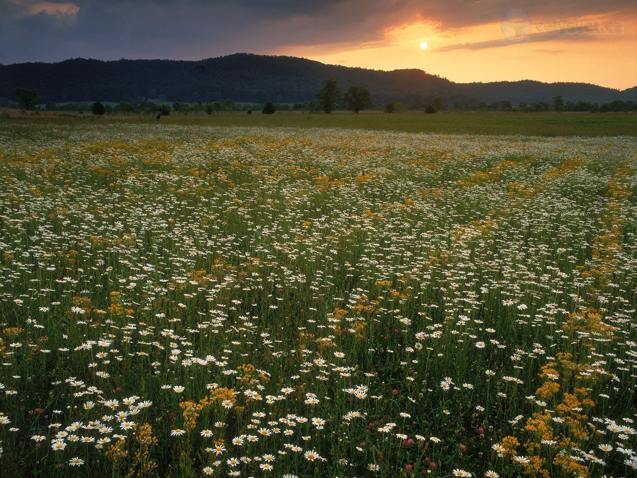 Foto: Field Of Ox Eye Daisies, Cades Cove, Great Smoky Mountains National Park, Tennessee