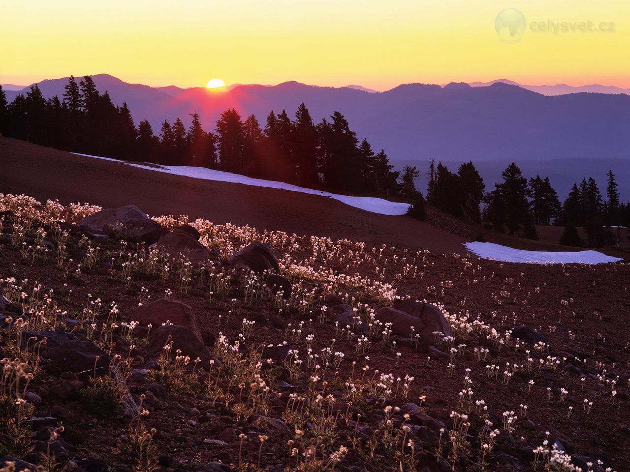 Foto: Pasque Flowers, Crater Lake National Park At Sunset, Oregon