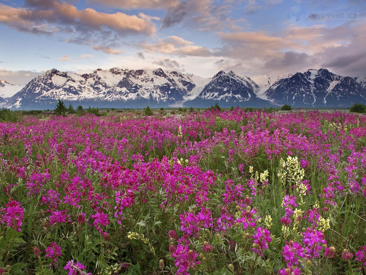 Foto: Fields Of Vetch, Alsek River Valley, British Columbia, Canada