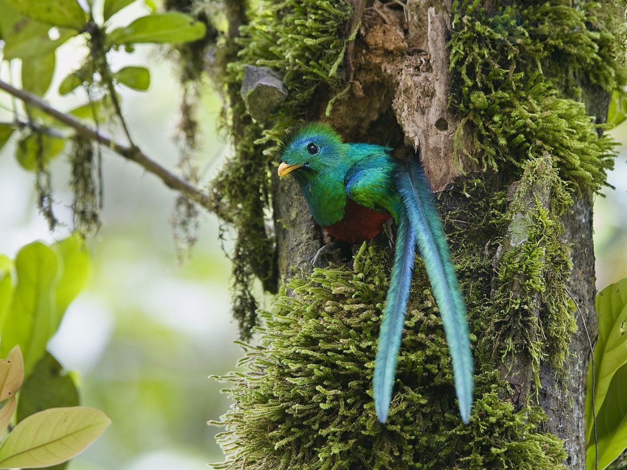 Foto: Resplendent Quetzal, Costa Rica