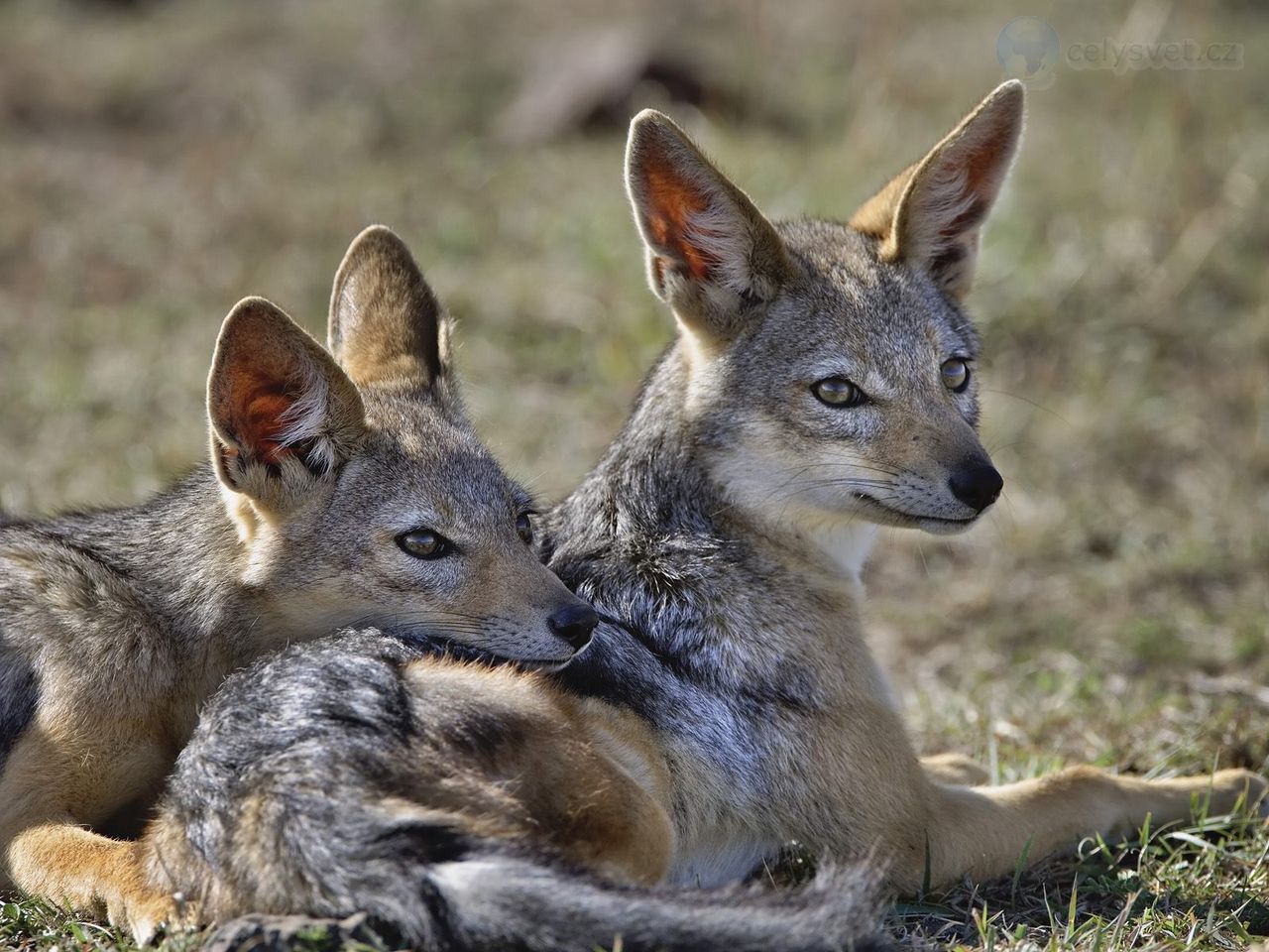 Foto: Young Black Backed Jackals, Masai Mara, Kenya