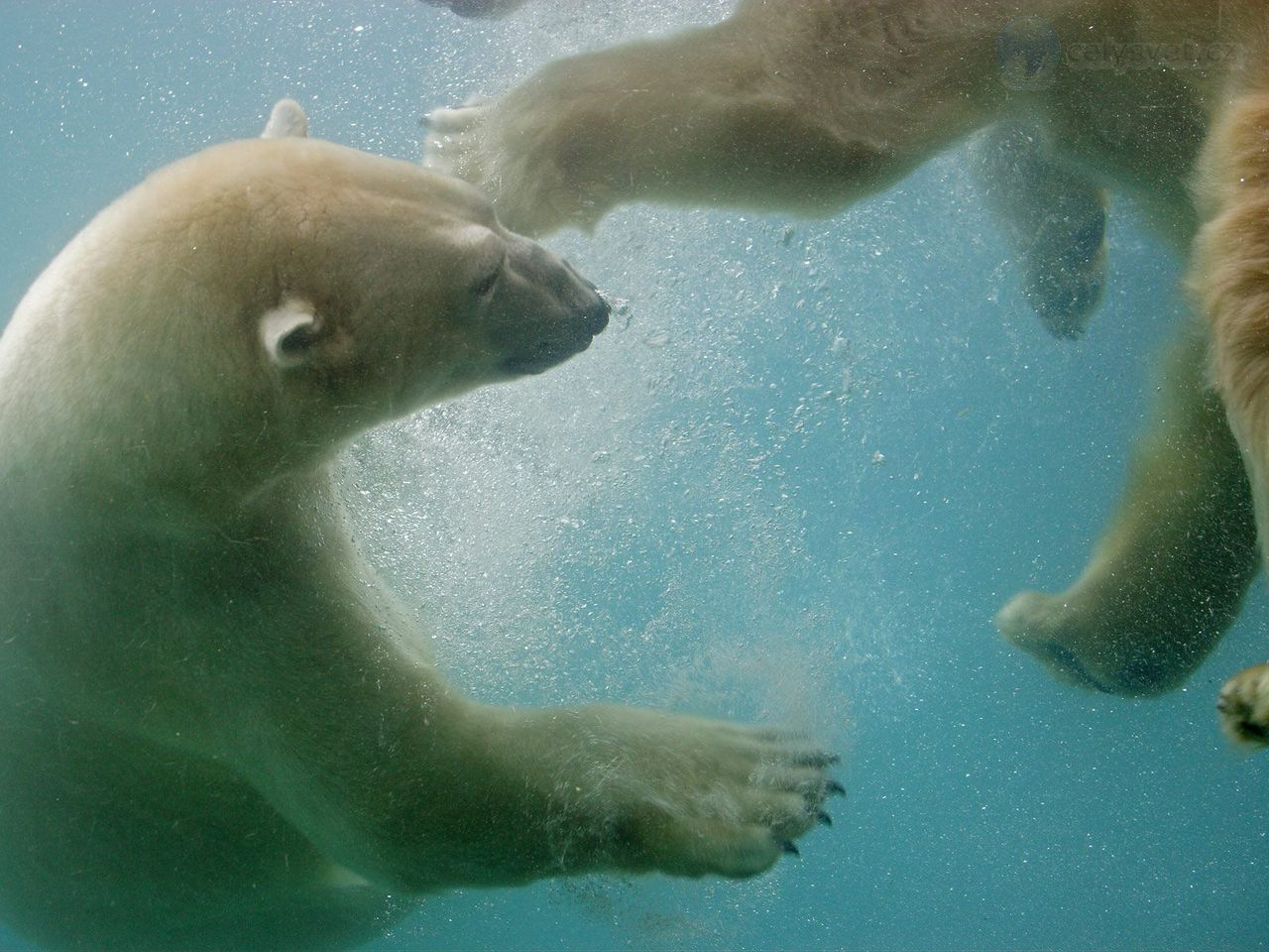 Foto: Swimming Polar Bears, Point Defiance, Washington