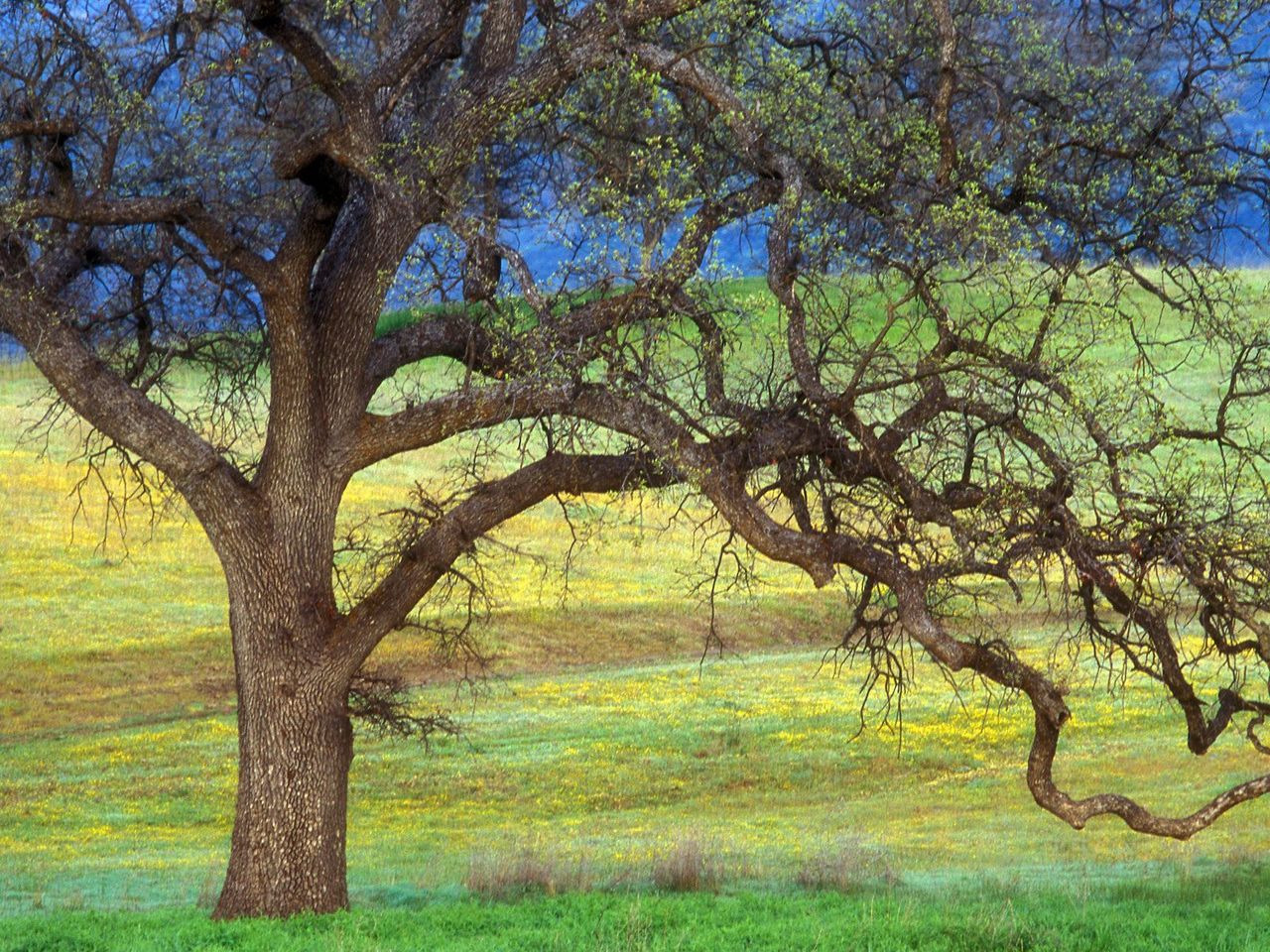 Foto: Oak Tree And Fields, California