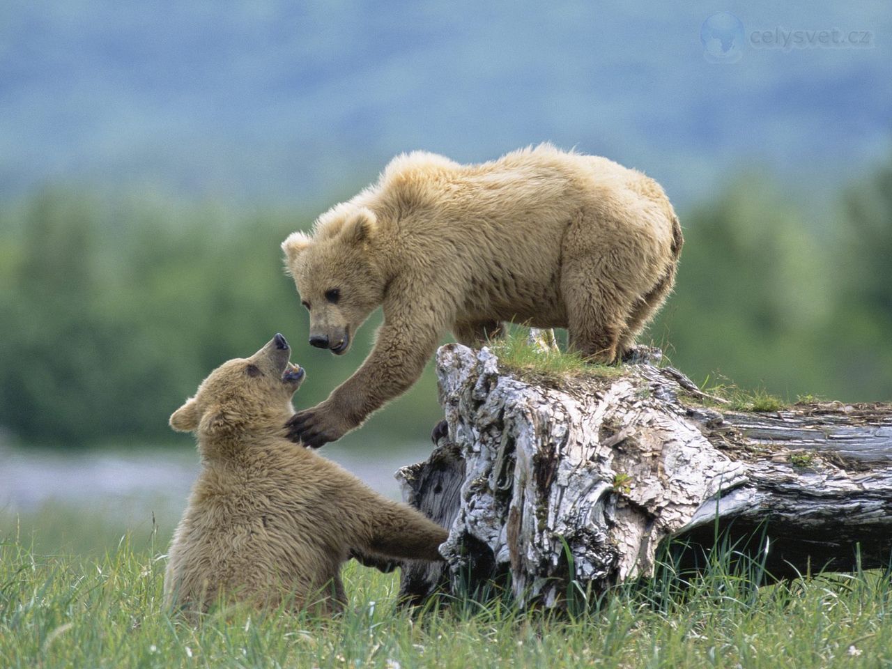 Foto: Grizzly Siblings At Play, Katmai National Park And Preserve, Alaska