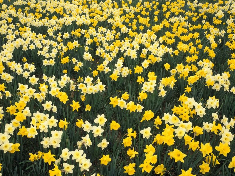 Foto: Hillside Of Daffodils, Louisville, Kentucky