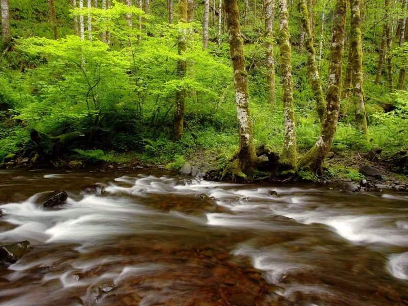 Foto: Gales Creek, Tillamook State Forest, Oregon