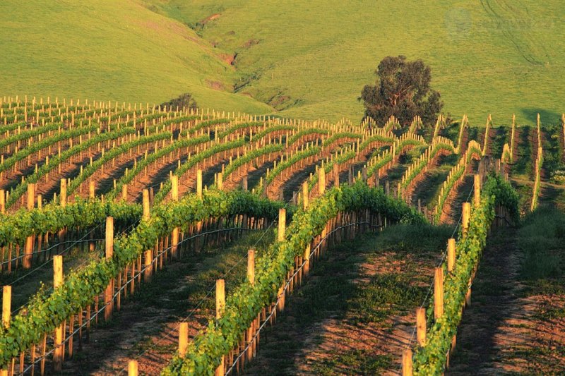 Foto: Napa Vineyard At Sunset, California