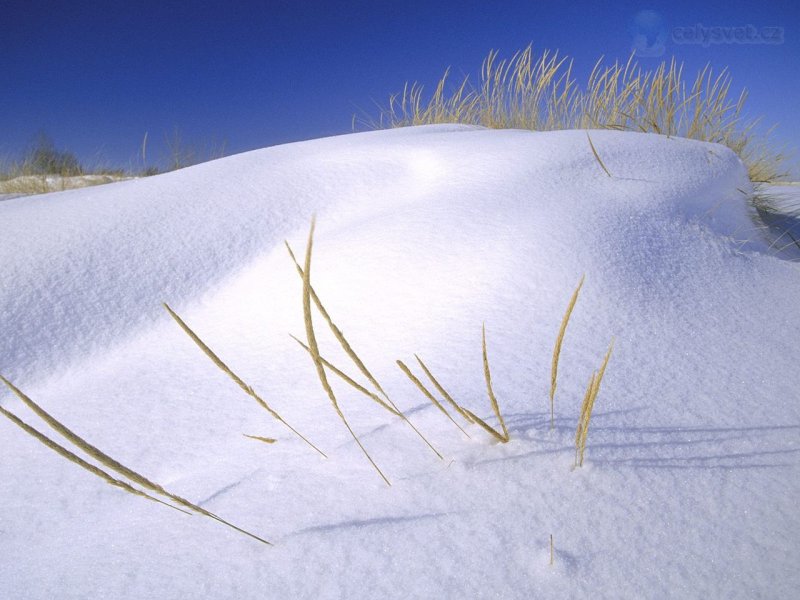 Foto: Marram Grass On Foredune In Winter, Port Crescent State Park, Lake Huron, Michigan