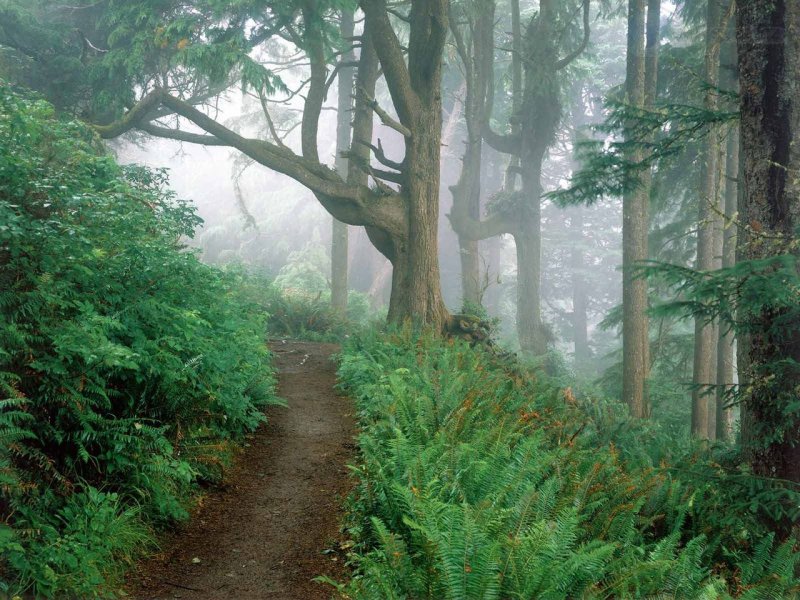 Foto: Cape Lookout State Park Oregon