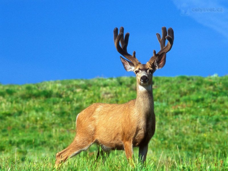 Foto: Trophy Buck, Oregon