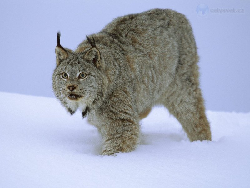 Foto: Stalking Canada Lynx, Idaho