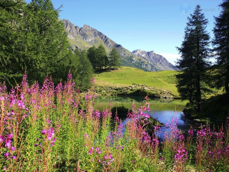 Foto: Fireweed, Alaska