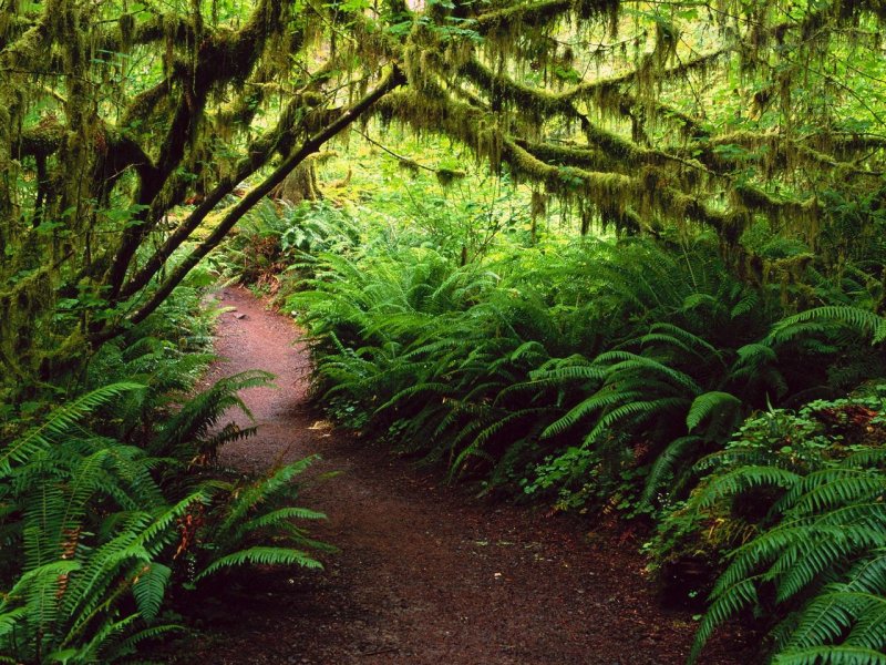 Foto: Hoh Rain Forest, Olympic National Park Washington