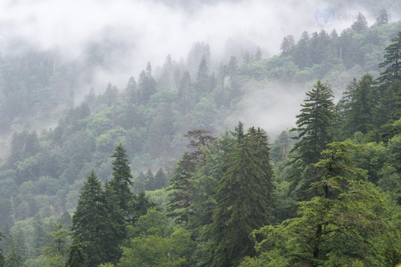 Foto: Fir Forest And Clouds, Great Smoky Mountains National Park, Tennessee