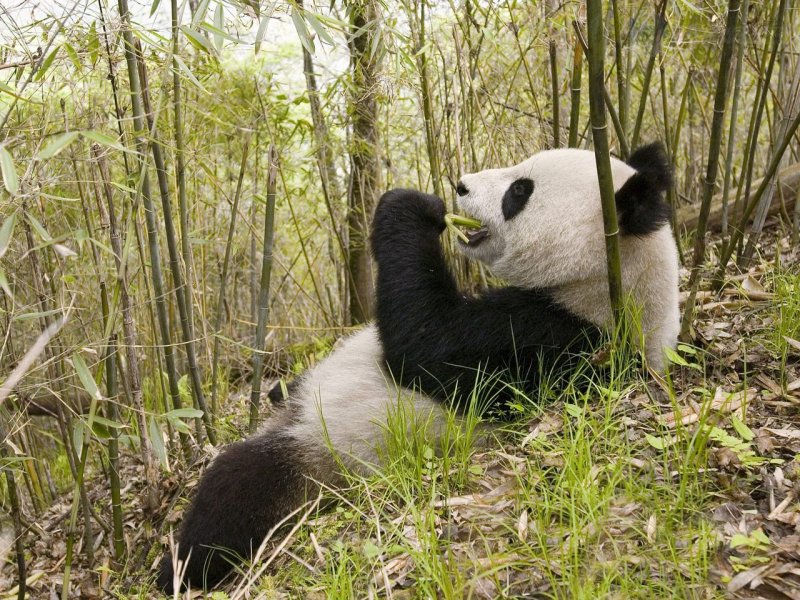 Foto: Xiang Xiang, Wolong Nature Reserve, China