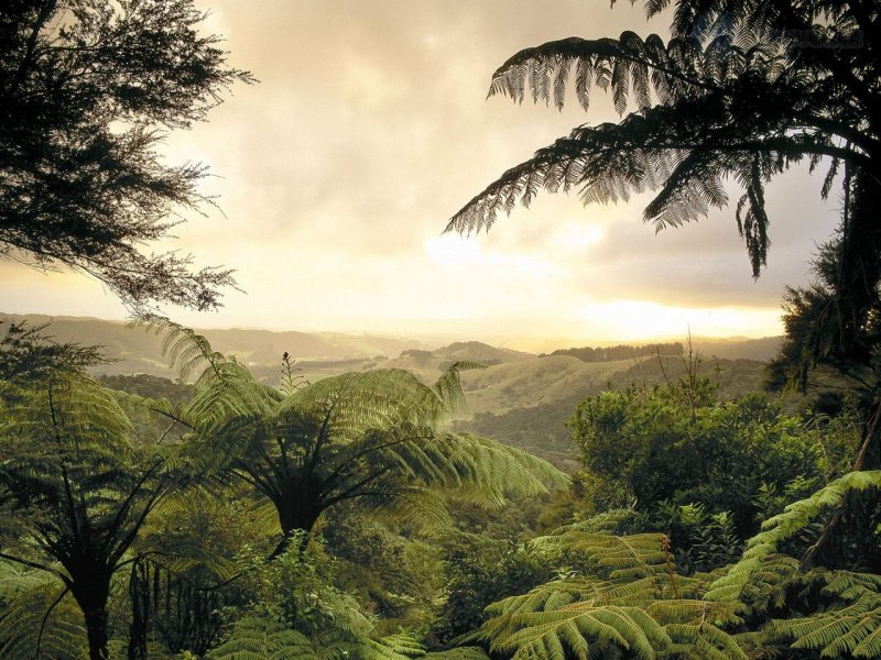 Foto: Lush Forest, North Island, New Zealand