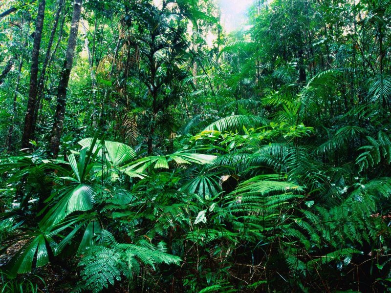 Foto: Tropical Rainforest, Lacey Creek, Queensland, Australia