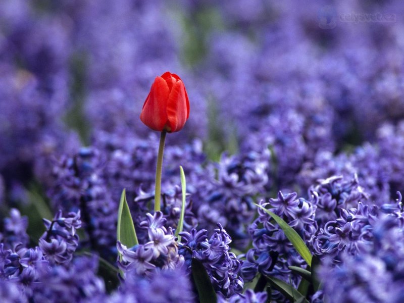 Foto: Independance, Keukenhof Flower Garden, Holland