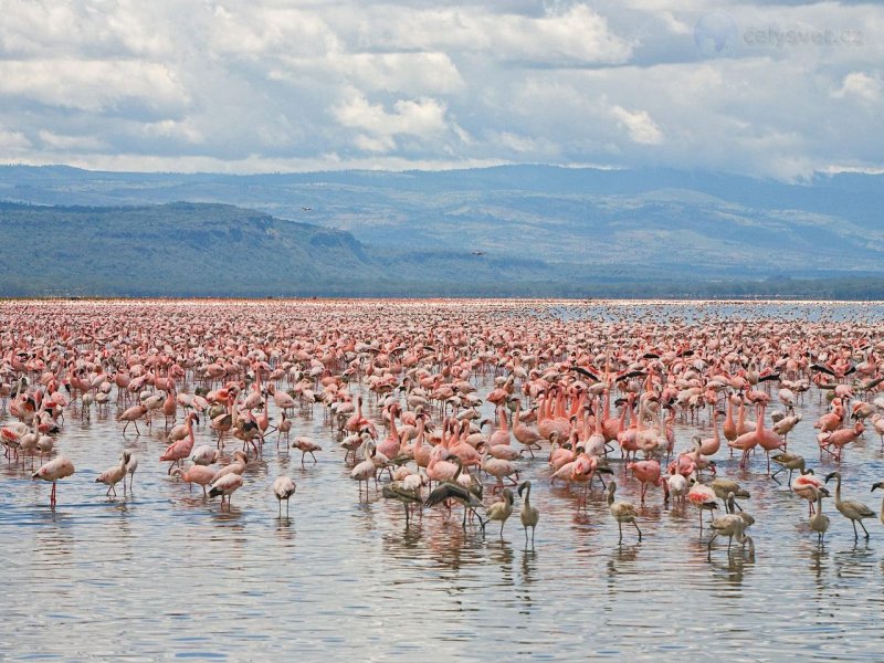 Foto: Lesser And Greater Flamingos, Lake Nakuru National Park, Kenya