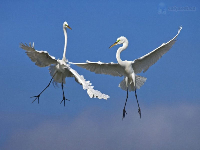 Foto: Male Great Egrets Fighting In Flight, Venice, Florida