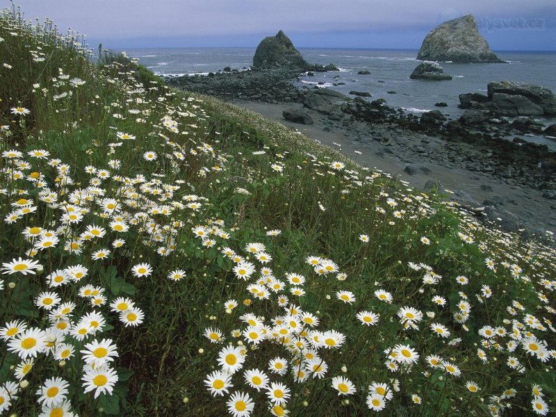 Foto: Daisies And Sea Stacks, Redwood National Park, California